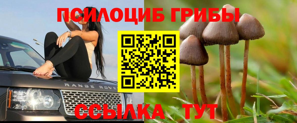 Луга  Псилоцибиновые грибы MAGIC MUSHROOMS  Вход с VPN 